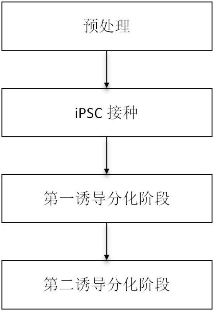 一種誘導(dǎo)分化制備心肌細(xì)胞的方法與流程