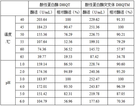 一種酸性蛋白酶突變體及其應(yīng)用