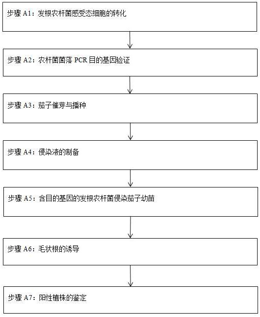 一種基于發(fā)根農(nóng)桿菌介導(dǎo)的茄子毛狀根轉(zhuǎn)基因的遺傳轉(zhuǎn)化方法