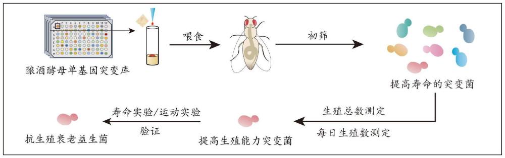 釀酒酵母菌在制備抗生殖衰老產品中的應用