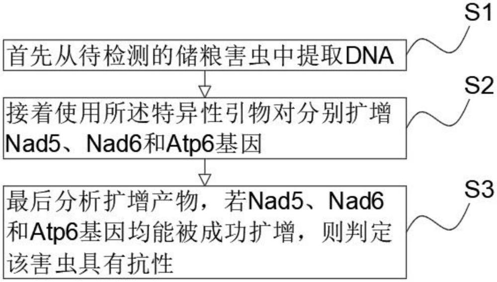 一種用于識(shí)別儲(chǔ)糧抗性害蟲的特異性引物對(duì)