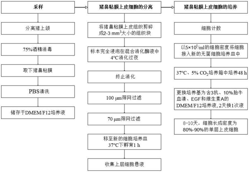 一種豬鼻粘膜上皮細胞分離培養(yǎng)方法