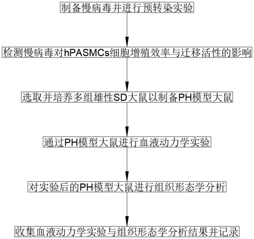 miR-142-3p治療肺動(dòng)脈高壓的方法和應(yīng)用