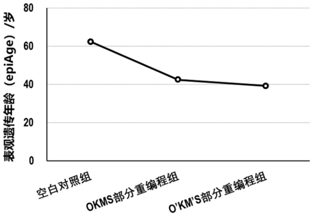 一種無相分離轉(zhuǎn)錄因子介導(dǎo)啟始階段重編程使細(xì)胞年輕化的方法與流程