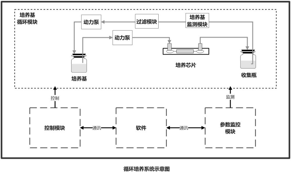 適用于器官/類器官循環(huán)培養(yǎng)的系統(tǒng)、方法及類器官與流程