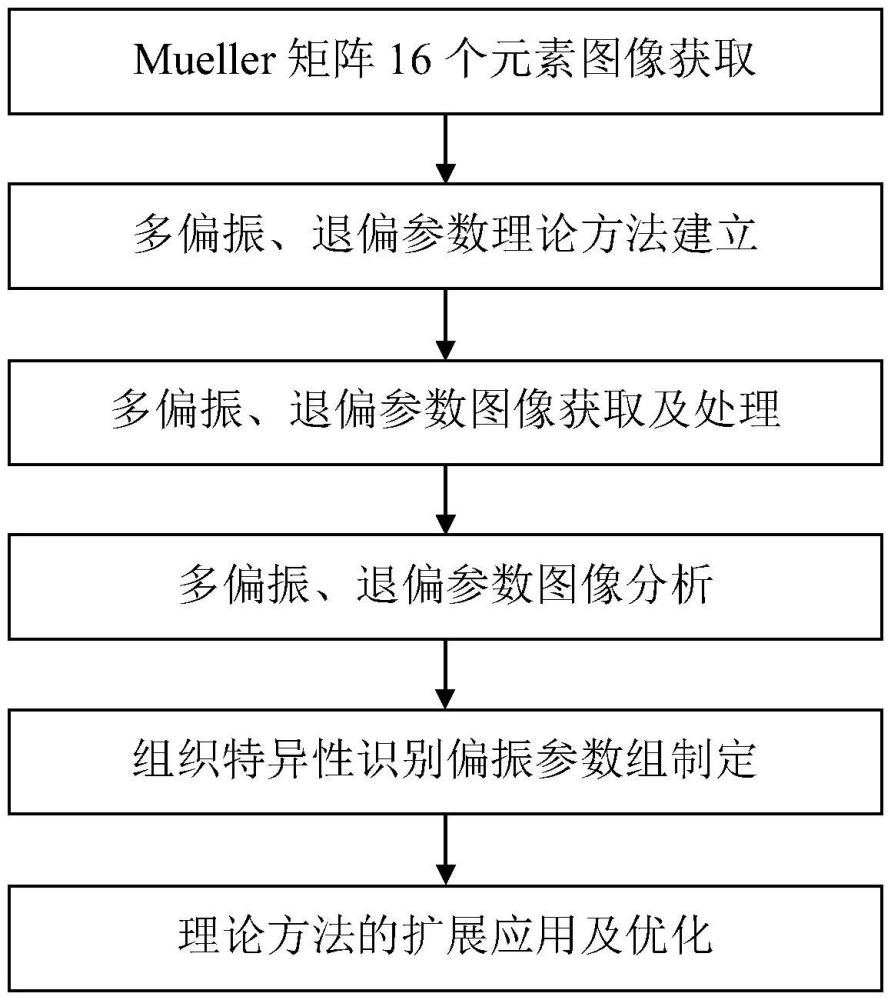 融合多退偏參數(shù)的PS-SDOCT對(duì)比度提升方法及系統(tǒng)