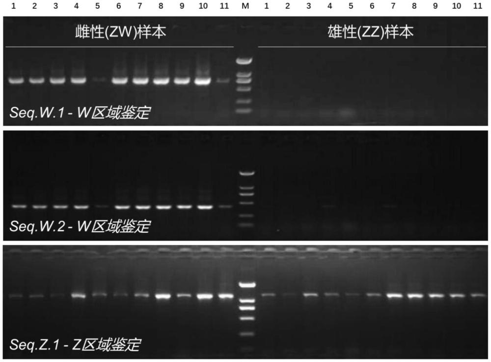 一種用于鑒別開心果性別的分子標(biāo)記、引物對和方法