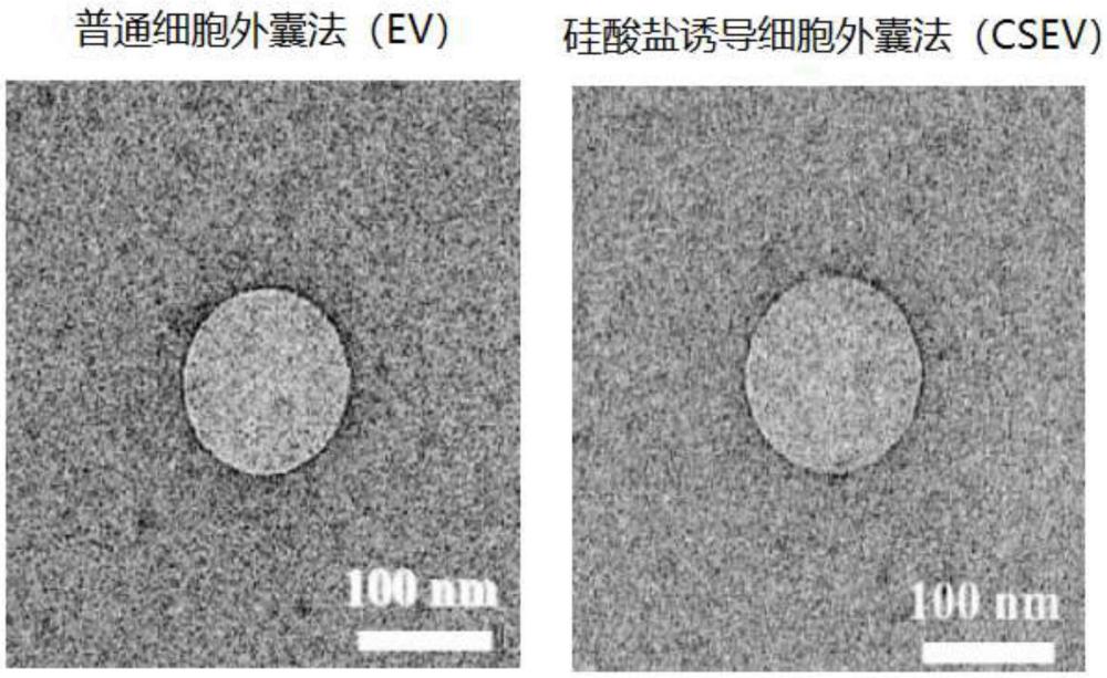 助于細胞修復的細胞外囊泡、制作方法、制劑及用途與流程