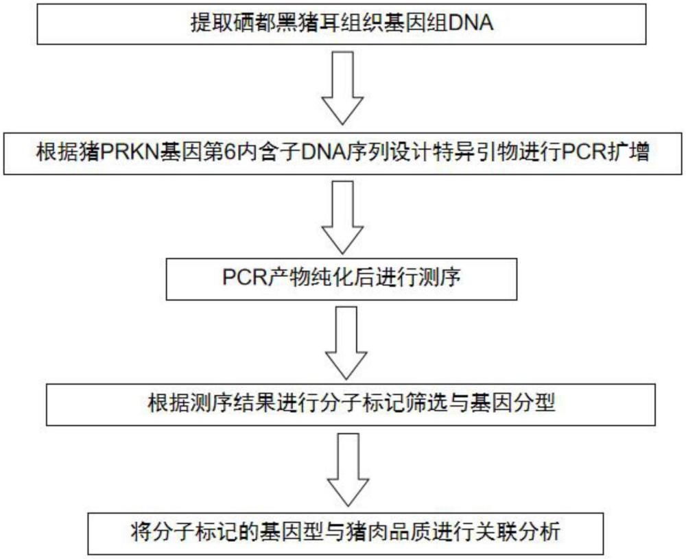 豬PRKN基因第六內(nèi)含子中的分子標(biāo)記、引物、試劑盒、方法及應(yīng)用