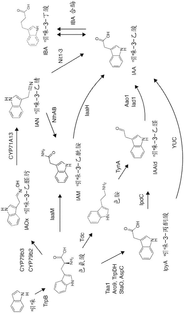 細(xì)菌中的吲哚-3-乙酸(IAA)的產(chǎn)生和分泌的制作方法