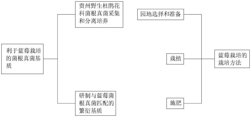 一種利于藍(lán)莓栽培的菌根真菌基質(zhì)及菌根化栽培方法與流程