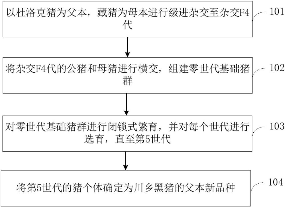 一种川乡黑猪新品种培育方法与流程