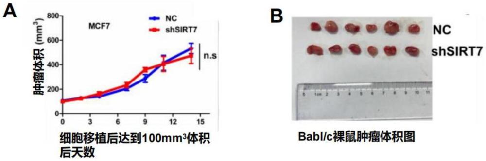 SIRT7基因抑制剂在增强抗肿瘤免疫疗法效果和药物中的应用的制作方法