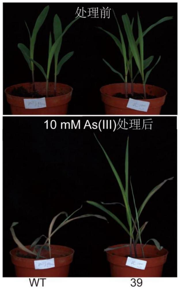 大肠杆菌EcPAPR基因在提高生物对砷耐受上的应用