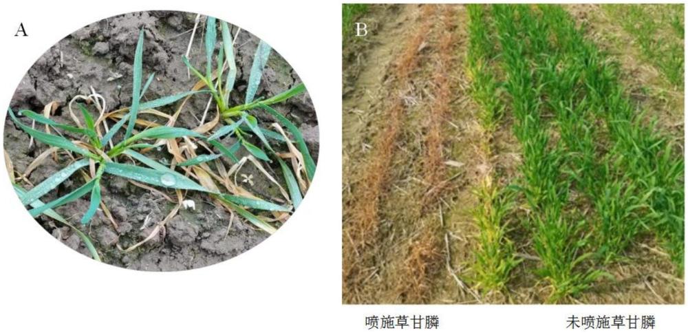 具有草甘膦抗性的小麥突變型蛋白、基因及其應(yīng)用的制作方法