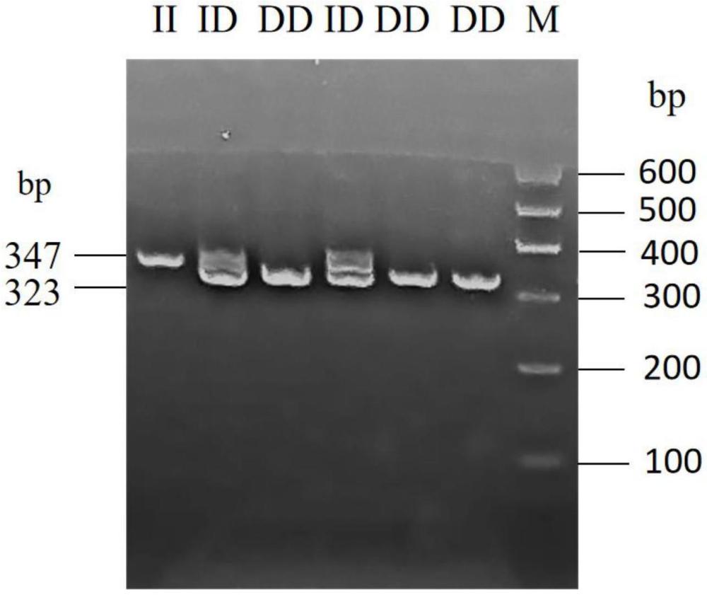 一種絨山羊GNG4基因插入或缺失多態(tài)性的檢測(cè)方法及其應(yīng)用