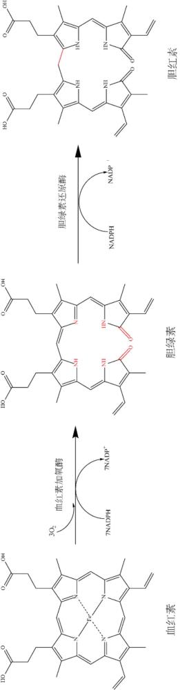 一種全酶催化血紅素合成膽紅素的方法和應(yīng)用