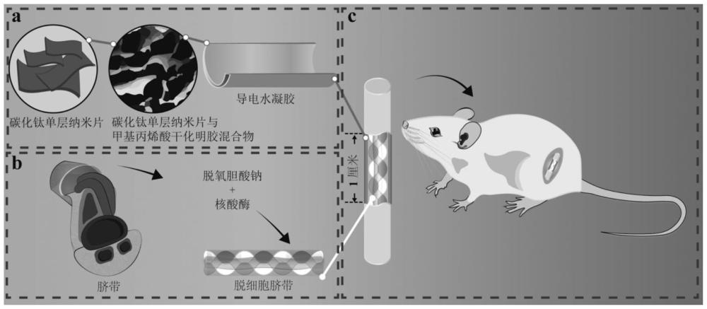 具有導(dǎo)電能力的脫細(xì)胞組織神經(jīng)移植物支架的制備方法