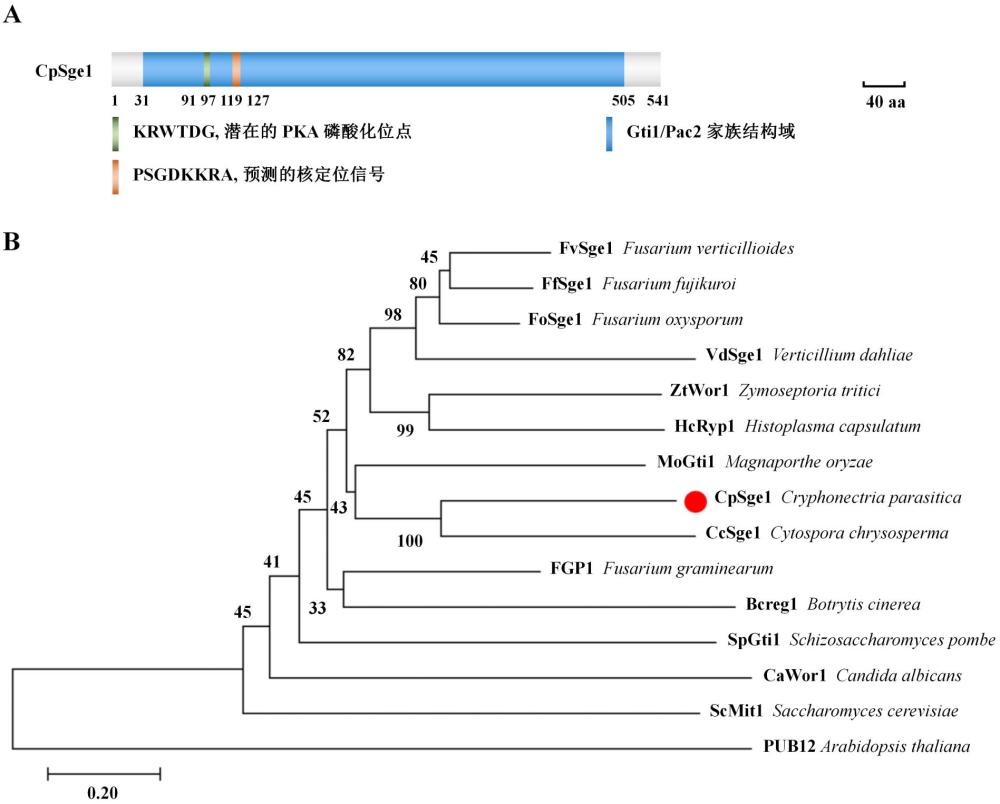 一種與板栗疫病菌致病性相關(guān)的基因CpSge1及其dsRNA和應(yīng)用