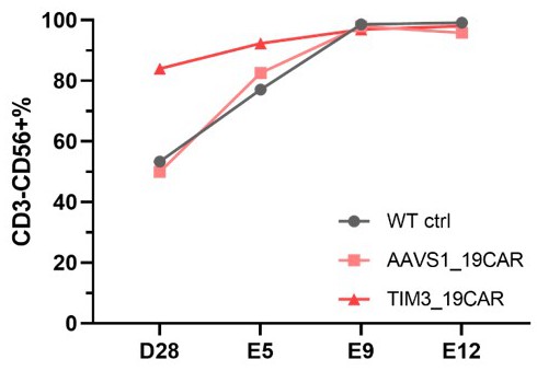 編輯TIM3基因獲得功能強(qiáng)化的CAR-NK細(xì)胞的方法與應(yīng)用與流程