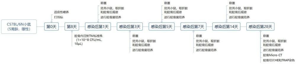 一種骨破壞模型的構(gòu)建方法