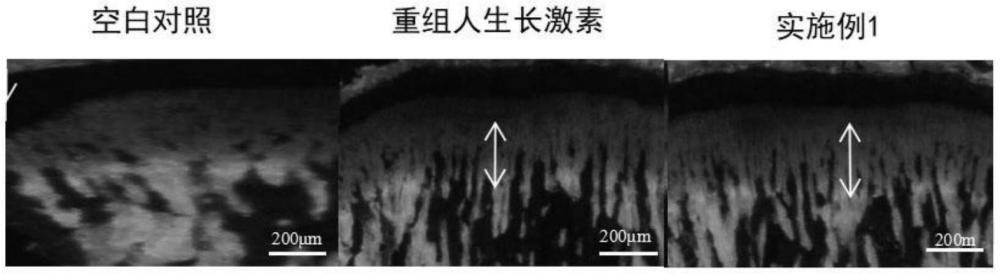 一種促進(jìn)兒童長(zhǎng)高含γ-氨基丁酸的海洋特膳食品及其制備方法與流程