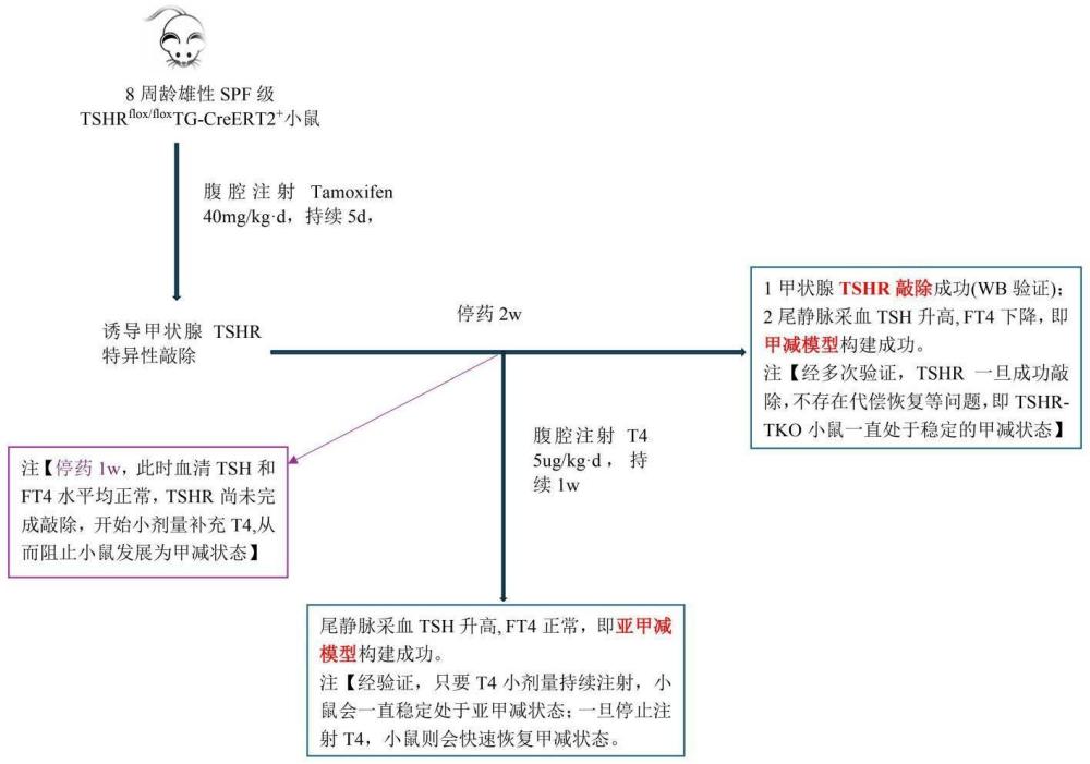 一種甲減模型小鼠和亞甲減模型小鼠的構(gòu)建方法