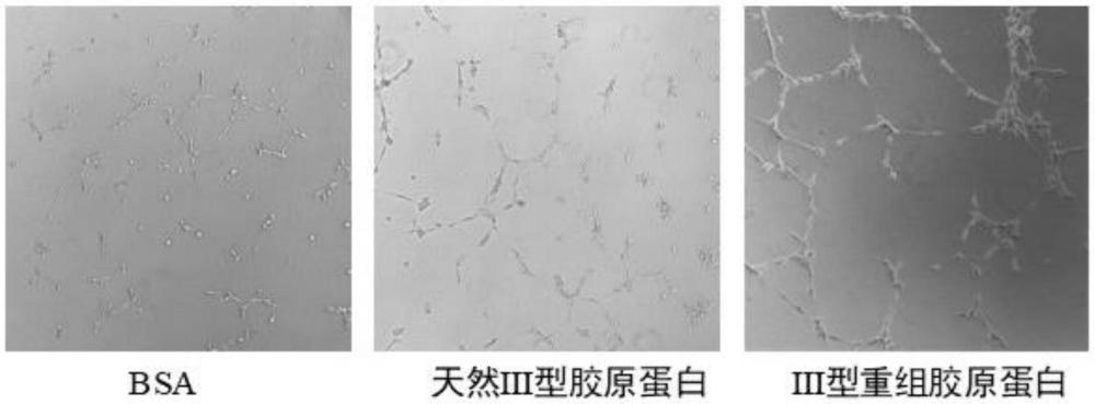 促進(jìn)血管形成的重組人III型膠原蛋白及其制備方法與應(yīng)用