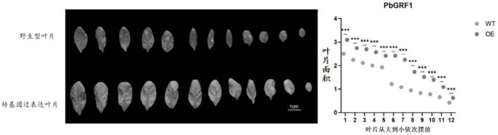 閩楠PbGRF1基因及其在促進植物葉片生長中的應用