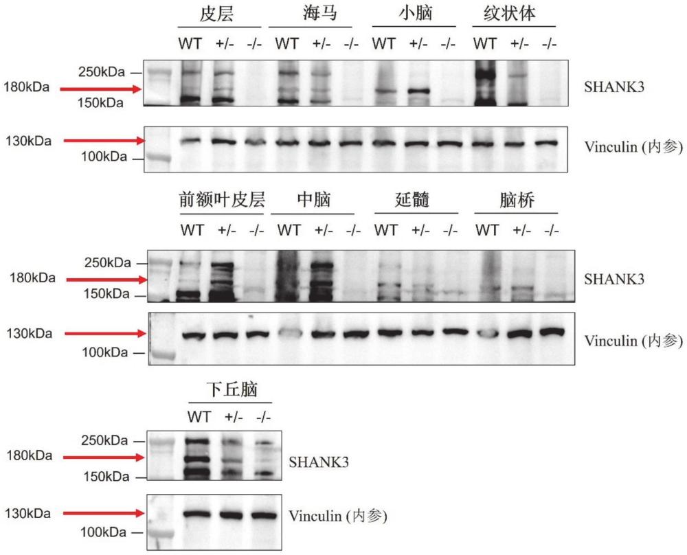 一種Shank3基因敲除小鼠模型及其構建方法和應用