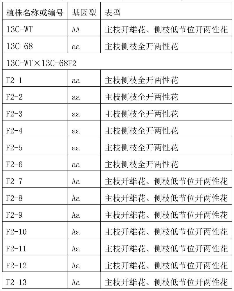 用于鑒定甜瓜全兩性花系性狀的分子標記與試劑