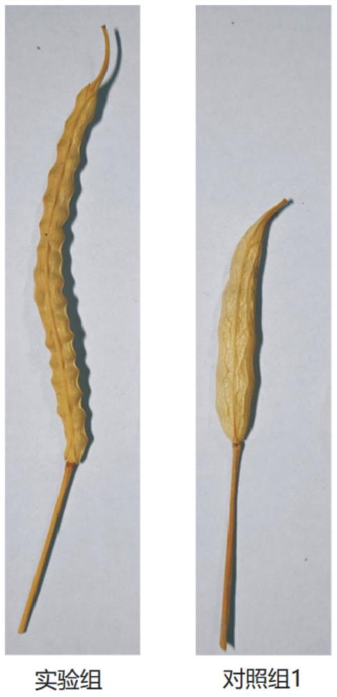 超量表達(dá)BnA05CARK3基因在調(diào)控油菜育性中的應(yīng)用