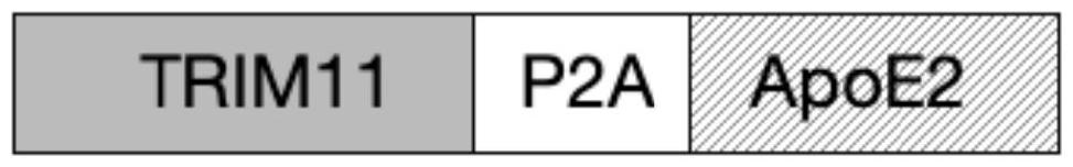 一種共表達TRIM11和ApoE2的核酸序列構建體及其應用的制作方法