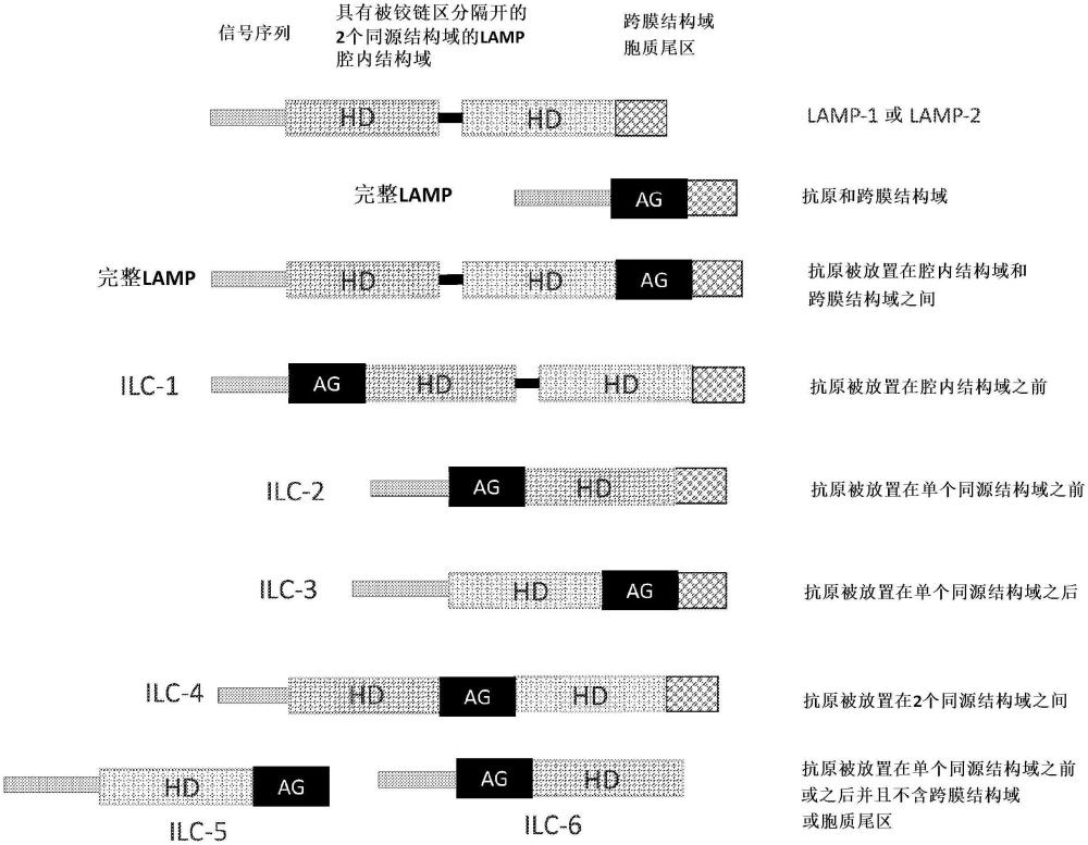 包含免疫應(yīng)答增強(qiáng)基因的雙順?lè)醋覮AMP構(gòu)建體及其使用方法與流程