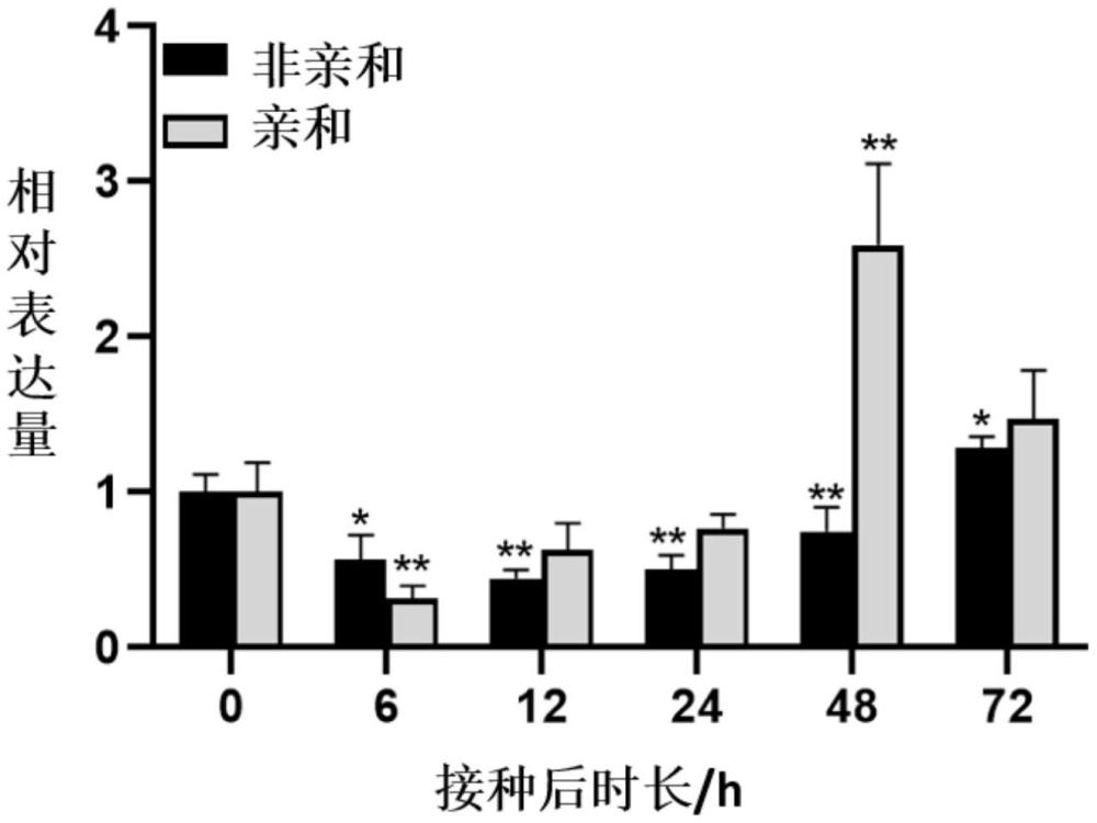 一種小麥藍(lán)光受體TaPHOT2基因及其應(yīng)用