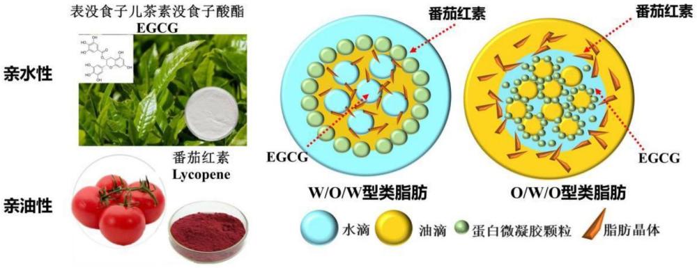 一種共負載EGCG和番茄紅素的低脂植物基類脂肪及其制備方法和應(yīng)用