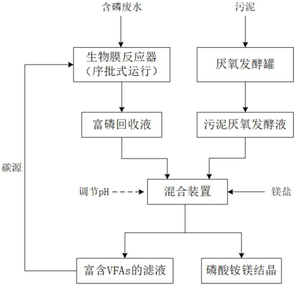 污泥厭氧發(fā)酵液協(xié)同生物膜法磷富集和鳥(niǎo)糞石回收的方法