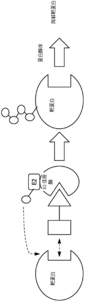 用于迅速加速性纖維肉瘤多肽的靶向降解的多環(huán)化合物和方法與流程