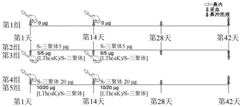 鼻內(nèi)疫苗組合物和使用所述鼻內(nèi)疫苗的增強方法與流程