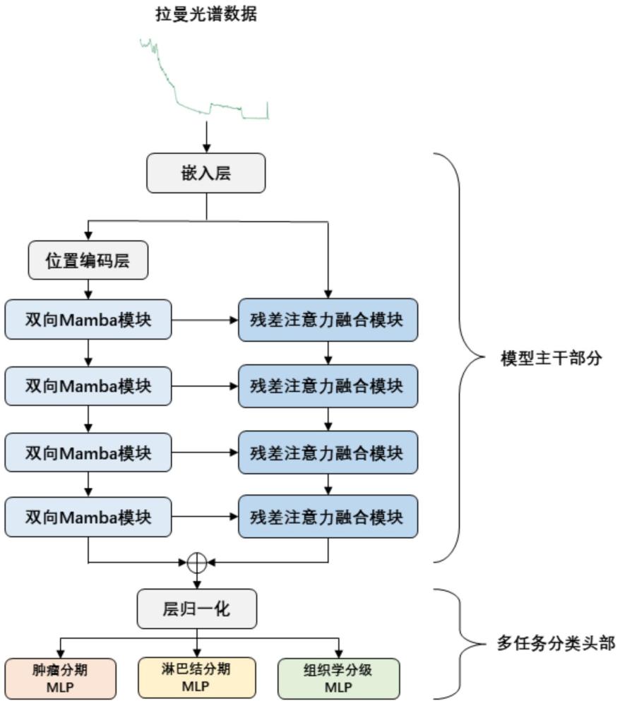 基于拉曼光譜的口腔癌多任務(wù)診斷系統(tǒng)