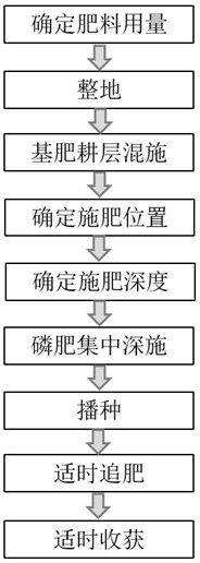 一種磷肥局部深施的玉米施肥方法