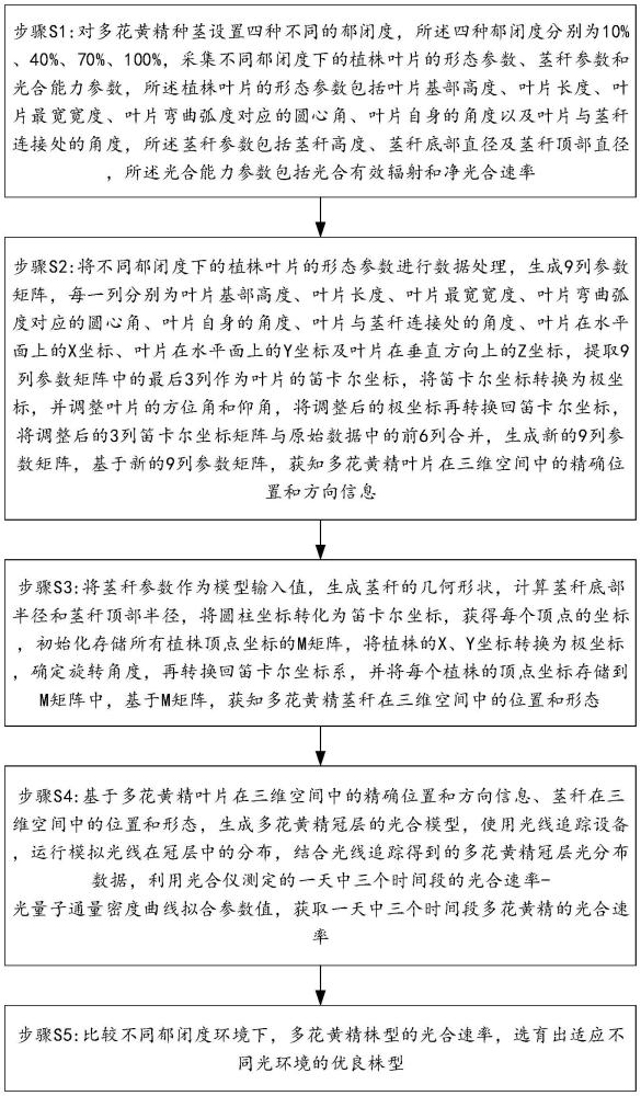 基于冠層光合模型的多花黃精品種選育方法