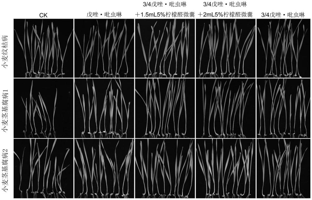 一種防治小麥根莖部病害的檸檬醛生物農(nóng)藥及其應(yīng)用