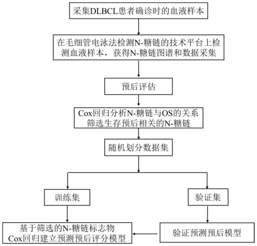 一種N-糖鏈標(biāo)志物預(yù)測(cè)彌漫性大B細(xì)胞淋巴瘤患者生存預(yù)后方法、預(yù)測(cè)評(píng)分系統(tǒng)和用途與流程