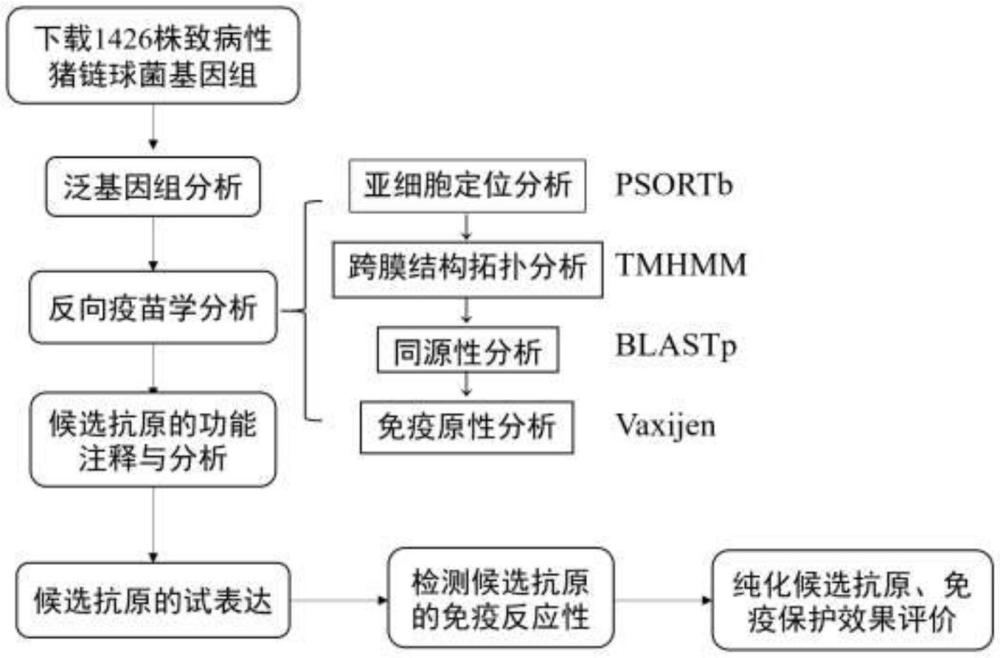 一種豬鏈球菌抗原蛋白及其篩選方法及其應(yīng)用