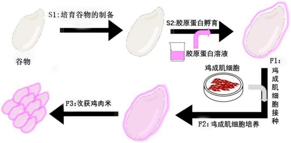 一種軟化谷物的制備方法及用軟化谷物制備雞肉米的方法與流程