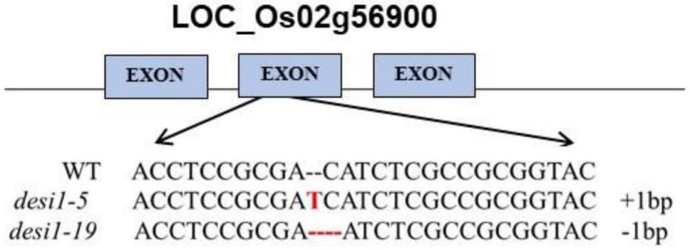Desi1蛋白在水稻抗紋枯病中的應(yīng)用