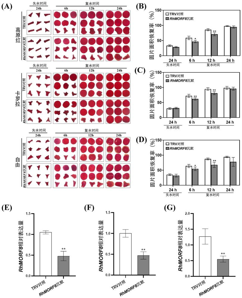 月季RhMORF8基因及其應(yīng)用