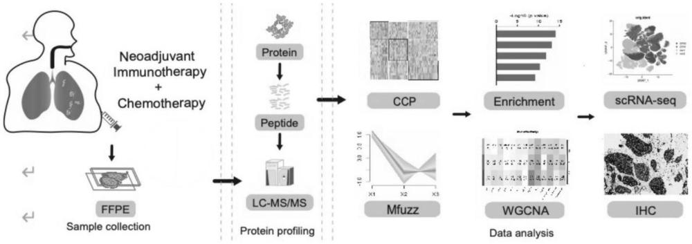 蛋白分子標(biāo)志物在制備預(yù)測(cè)肺鱗癌患者新輔助免疫治療的有效性產(chǎn)品中的應(yīng)用
