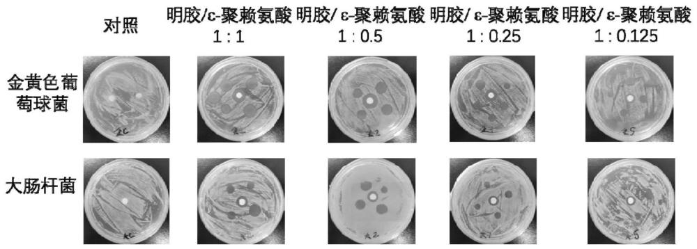 一種具有抗菌活性的明膠/抗菌肽共價偶聯(lián)物，制備及其應(yīng)用